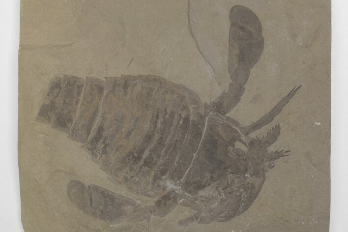 Eurypterus (Sea Scorpion) Fossil - New York #207559
